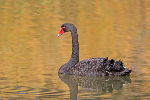 Trauerschwan (Cygnus atratus)