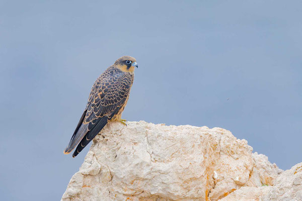 Junger Eleonorenfalke (Falco eleonorae)