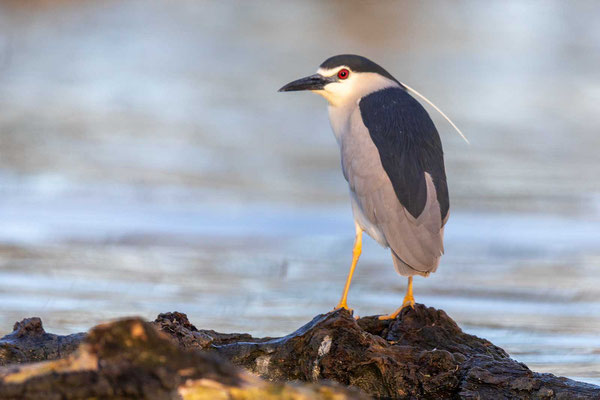 Nachtreiher (Nycticorax nycticorax)