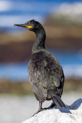 Krähenscharbe (Phalacrocorax aristotelis)