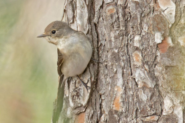 weiblicher Trauerschnäpper (Ficedula hypoleuca), von Vorne