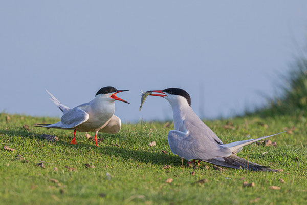 Flussseeschwalbe (Sterna hirundo) bei der Futterübergabe während der Balz auf der niederländischen Insel Texel. 