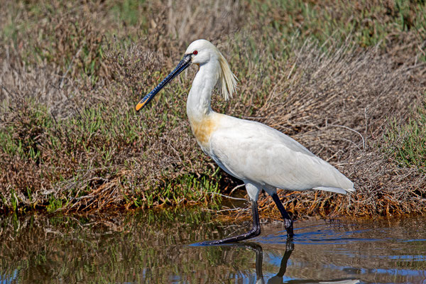 Löffler (Platalea leucorodia)