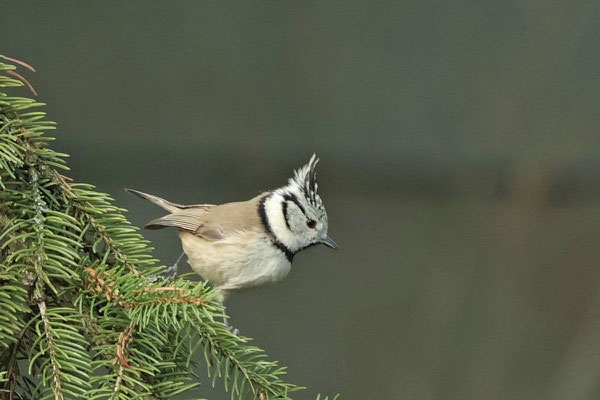 Haubenmeise (Lophophanes cristatus), Foto: Diana Dippel