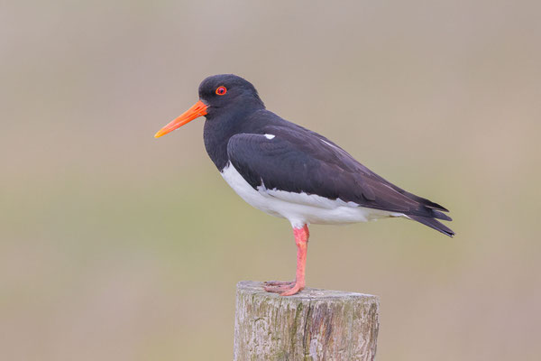 Austernfischer (Haematopus ostralegus)  