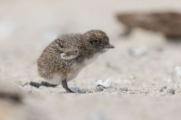 Rußseeschwalbe (Onychoprion fuscatus), wenige Tage alter Jungvogel.