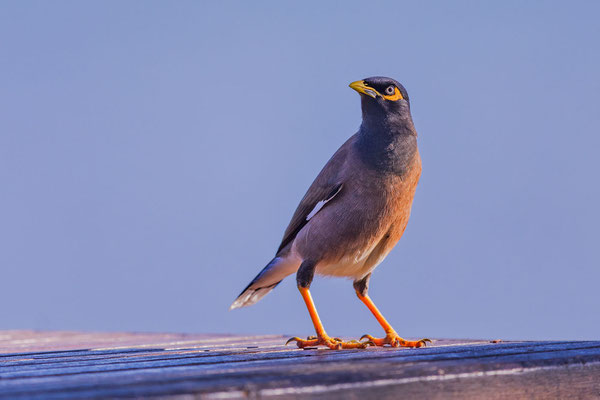 Hirtenmaina (Acridotheres tristis) auf einem Tisch (Cairns August).