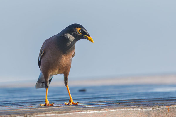 Hirtenmaina (Acridotheres tristis) auf einem Tisch (Cairns August).