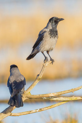 Nebelkrähe (Corvus corone)