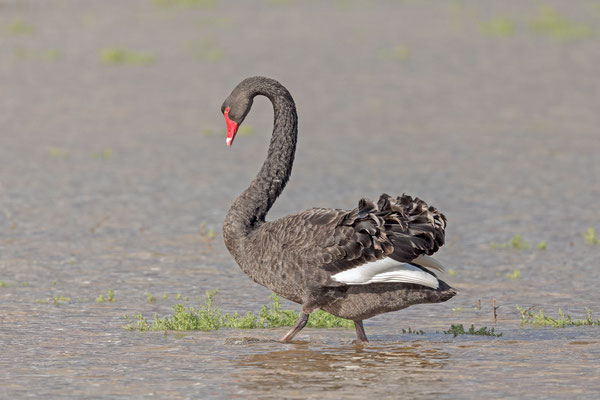 Trauerschwan (Cygnus atratus)