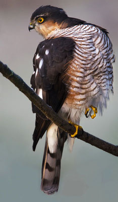 Sperber (Accipiter nisus), Männchen, Foto: Viola Wege