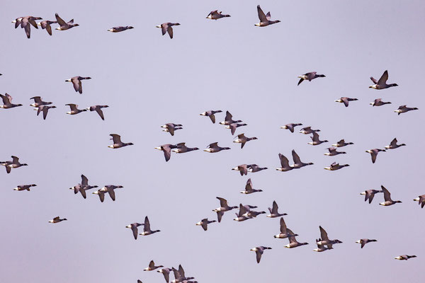 Ein Schwarm Ringelgänse (Branta bernicla)