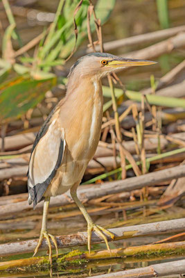 Zwergdommel (Ixobrychus minutus) im Schilf 