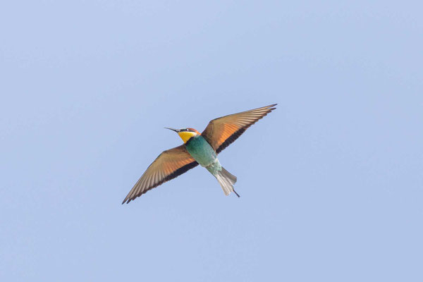 Bienenfresser (Merops apiaster), Flugbild von unten.