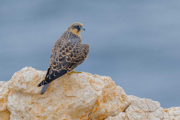 Junger Eleonorenfalke (Falco eleonorae)