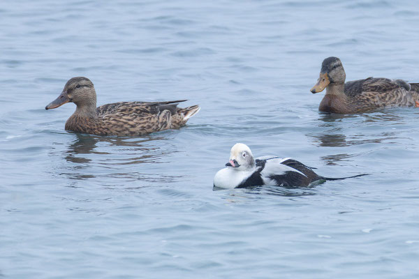 Eisente (Clangula hyemalis), Männchen im Schlichtkleid (Oktober, Helgoland)