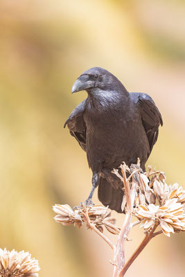 Kolkrabe (Corvus corax canariensis)