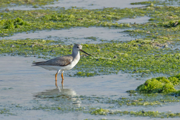 Terekwasserläufer (Xenus cinereus); Oman (Dezember 2025)  