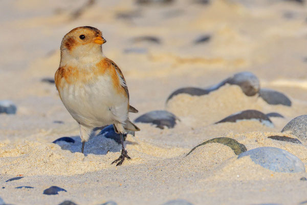 Schneeammer (Plectrophenax nivalis)
