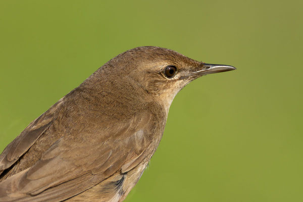 Rücken eines Rohrschwirls (Locustella luscinioides)