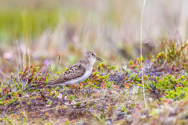 Temminckstrandläufer (Calidris temminckii)