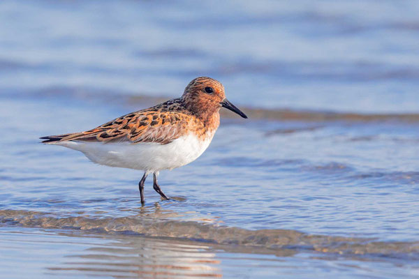 Sanderling (Calidris alba) im Prachtkleid