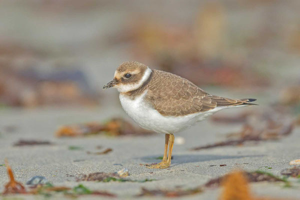  Sandregenpfeifer (Charadrius hiaticula), Jungvögel