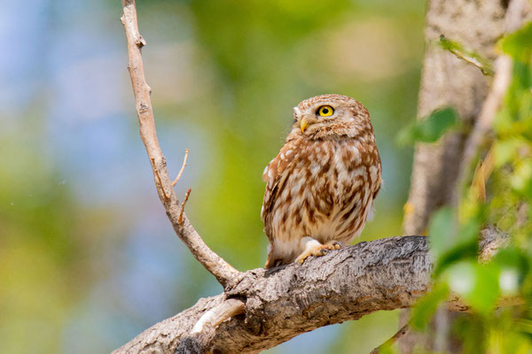 Steinkauz (Athene noctua)