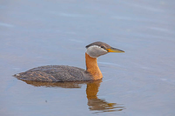 Rothalstaucher (Podiceps grisegena) im Prachtkleid