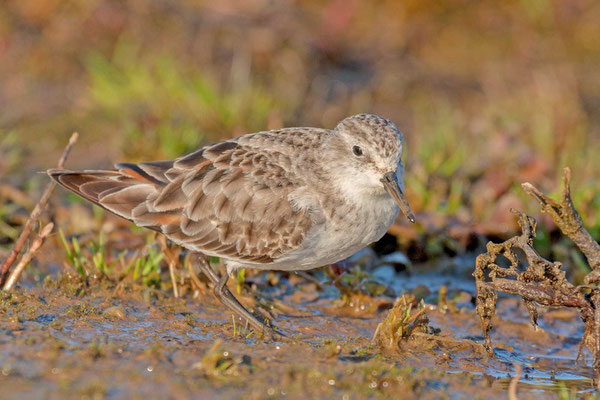 Zwergstrandläufer (Calidris minuta)