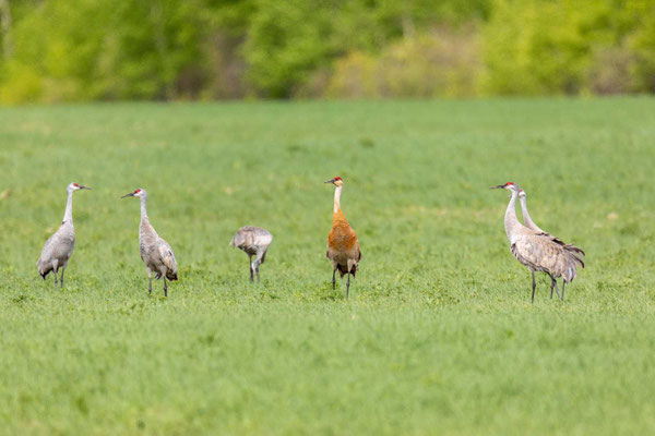 Kanadakranich (Grus canadensis)