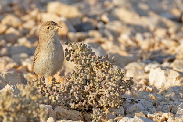 Wüstengrasmücke (Curruca nana), Oman (Dezember 2025) an einem Jochblattgewächs (Zygophyllum qatarense).