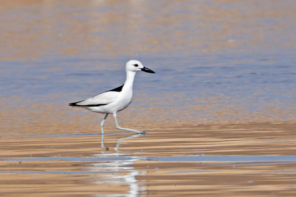 Reiherläufer (Dromas ardeola); Oman (Dezember 2026)