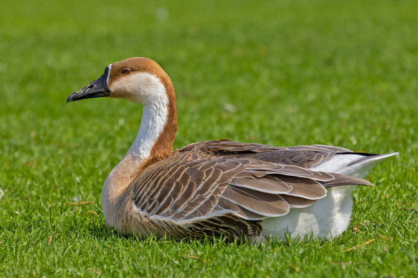  Schwanengans (Anser cygnoides) ruhend auf den Neckarwiesen in Heidelberg.