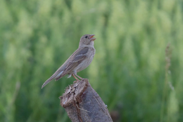 Karmingimpel (Carpodacus erythrinus), vorjährig