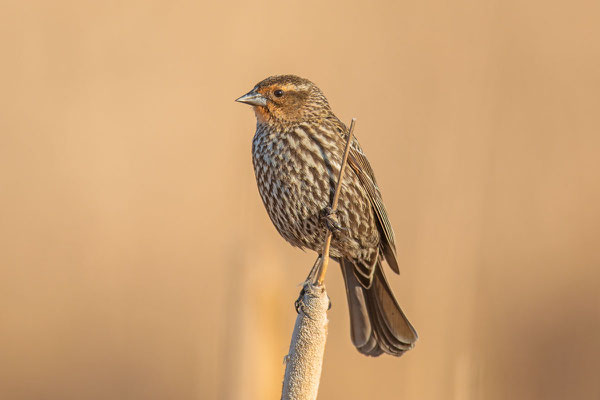 Rotflügelstärling (Agelaius phoeniceus), Weibchen