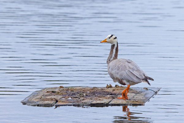 Streifengans (Anser indicus)