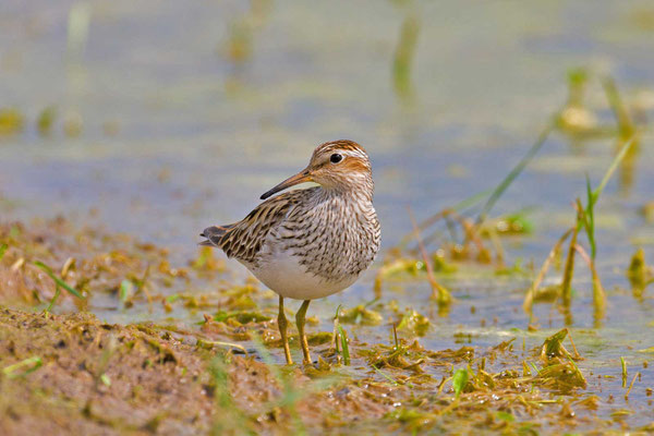 Graubruststrandläufer (Calidris melanotos)  