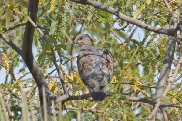 Orientturteltaube (Streptopelia orientalis), sitzt in einer Mimose. Oman (Januar 2026).