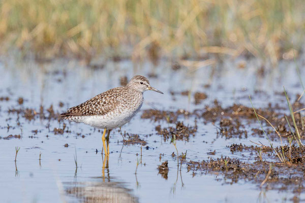 Bruchwasserläufer (Tringa glareola)