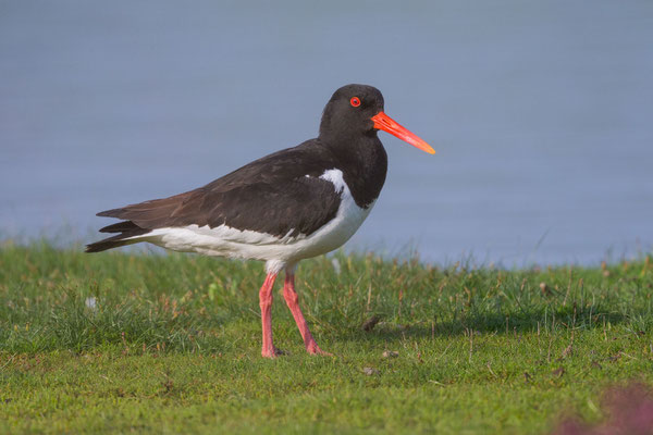 Austernfischer (Haematopus ostralegus)  