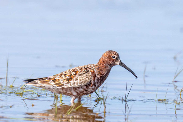 Sichelstrandläufer (Calidris ferruginea) im Prachtkleid (Rumänien; Mai 2019)