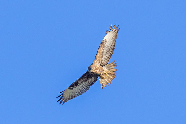 Mäusebussard (Buteo buteo)