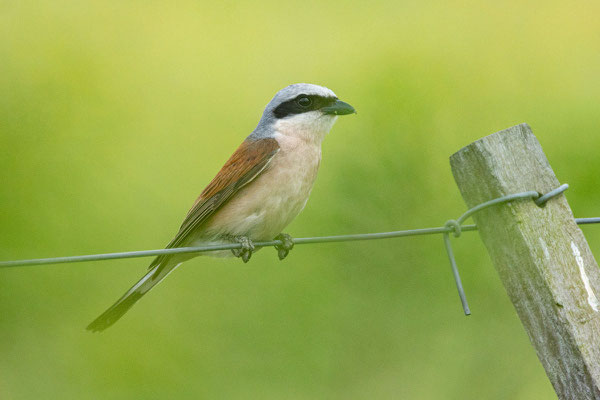 Neuntöter (Lanius collurio), Männchen