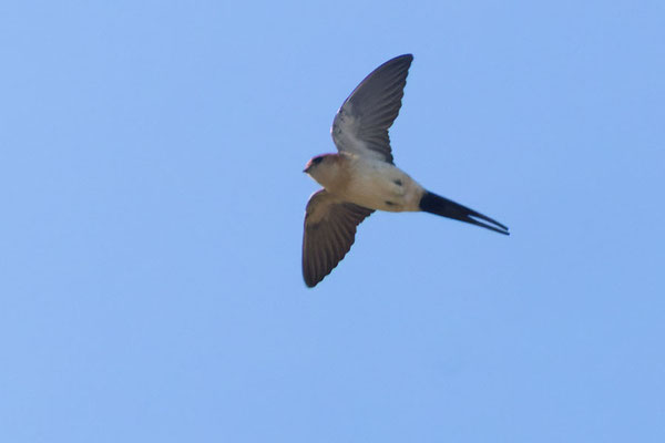 Rötelschwalbe (Cecropis daurica) im Flug von Unten.
