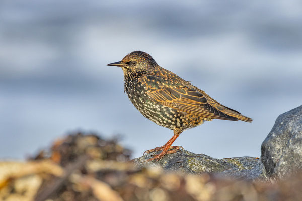 Star (Sturnus vulgaris) im Schlichtkleid im Felswatt der Insel Helgoland. 