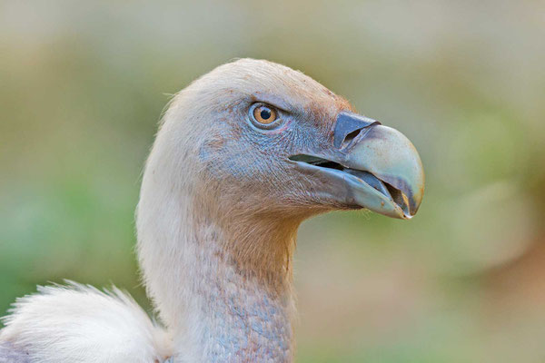 Gänsegeier (Gyps fulvus) Portrait von der Seite