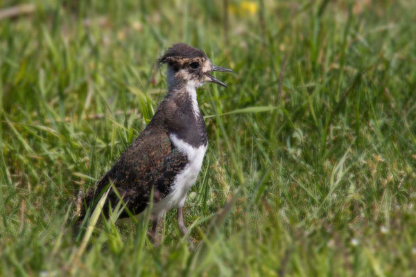 Kiebitz (Vanellus vanellus), nicht flügger Jungvogel