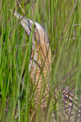 Rohrdommel (Botaurus stellaris)