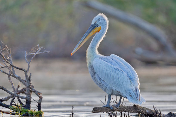 Krauskopfpelikan (Pelecanus crispus)